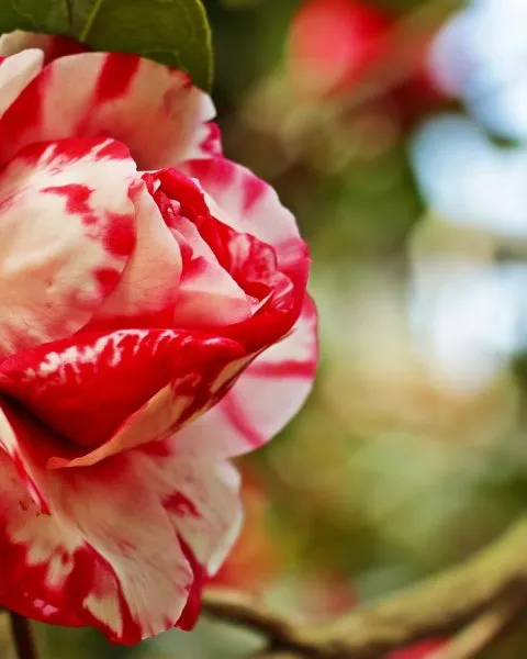 Camelia bicolor