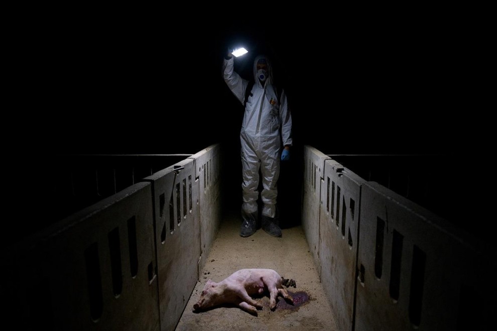 El fotoperiodista Aitor Garmendia gana por tercer año consecutivo el premio Picture of The Year International con un reportaje fotográfico que muestra la realidad de las granjas de cerdos en España. / AITOR GARMENDIA