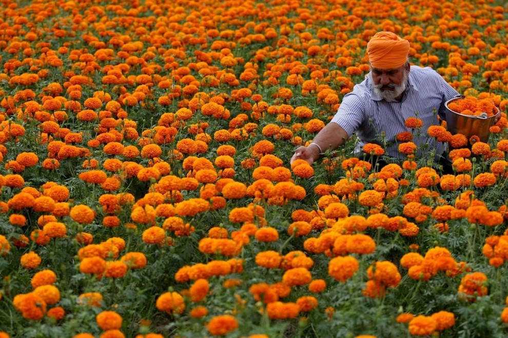 Un aldeano indio recoge flores de caléndula de un campo durante el cierre nacional en la aldea de Abdullian, cerca de la frontera internacional entre India y Pakistán, a 35 km de Jammu, India