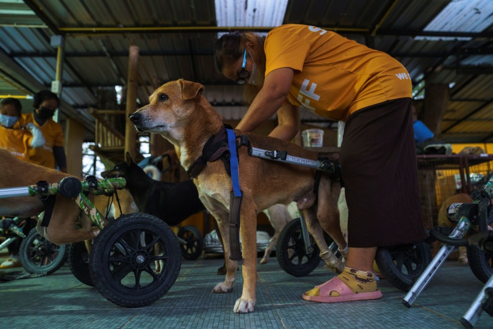 Un voluntario coloca la 'silla' de ruedas a uno de los perros.