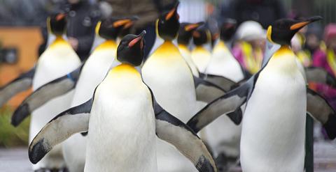 Un grupo de pingüinos marcha por el zoo de Basilea (Suiza). EFE/Georgios Kefalas