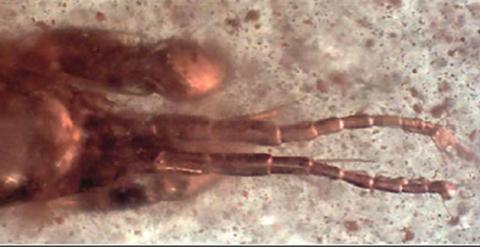 Fotografías, facilitadas por el Instituto Geológico y Minero de España, de fósiles de unos crustáceos similares a diminutas gambas con 105 millones de años de antiguedad que un grupo de investigadores españoles ha encontrado en el yacimiento de Pañacerrad