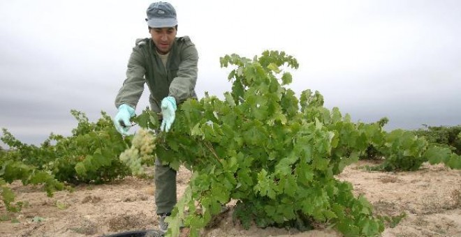 Un agricultor recoge uva en la vendimia 2007.