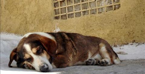 Perro abandonado.