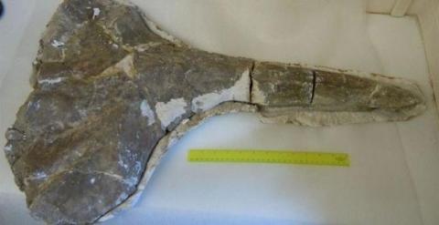 Hallan un fósil de ballena en el interior de Kenia. /SOUTHERN METHODIST UNIVERSITY