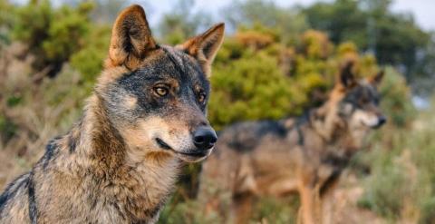 Fotografía facilitada por Ecologistas en Acción de lobos en libertad.