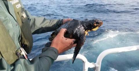 Tortuga contaminada por el vertido de fuel del pesquero./ Foto: Canarias 7