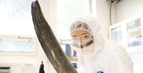 Eleftheria Palkopoulou estudia un colmillo de mamut en el Museo de Historia Natural de Suecia. /Love Dalén