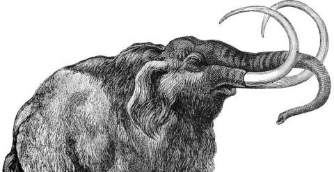 Recreación de un mamut lanudo. /Dover Publications
