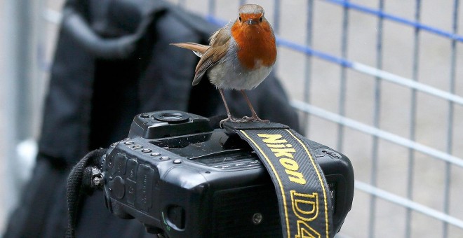 Un petirrojo se detiene sobre la cámara de un fotoperiodista ante el número 10 de Downing Street, en Londres (Reino Unido).- PHIL NOBLE (REUTERS)