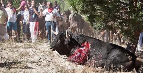 Fotografía de la Matanza de 'Afligido' en el torneo del 'Toro de la Vega'./ Jon Amad / Igualdad Animal