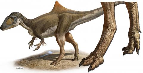 Reconstrucción del dinosaurio Pepito y detalle de sus patas posteriores similares a las de una gallina. /RAUL MARTÍN/UAM
