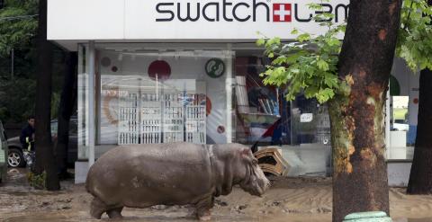 Un hipopótamo camina por las calles enfangadas de Tblisi, tras escapar del zoo de la capital de Georgia debido a las fuertes inundaciones. REUTERS/Beso Gulashvili