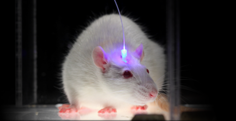 Ratón preparado para un experimento de optogenética, en el que las neuronas se activan y desactivan con pulsos de luz. /UNIVERSIDAD DE STANFORD