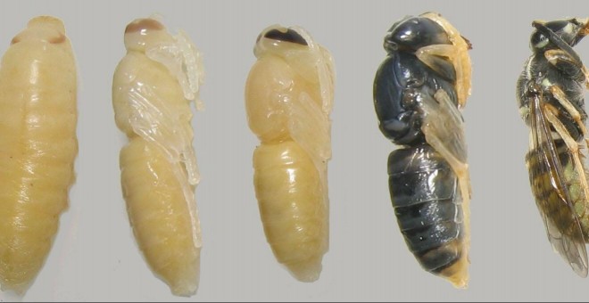 Fases de la metamorfosis de la abeja. Autor de la imagen: Asaf, Dutch Wikipedia
