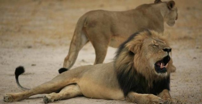 Imagen tomada en 2012 en el Parque Nacional de Zimbabue, en la que se puede ver al león Cecil. REUTERS