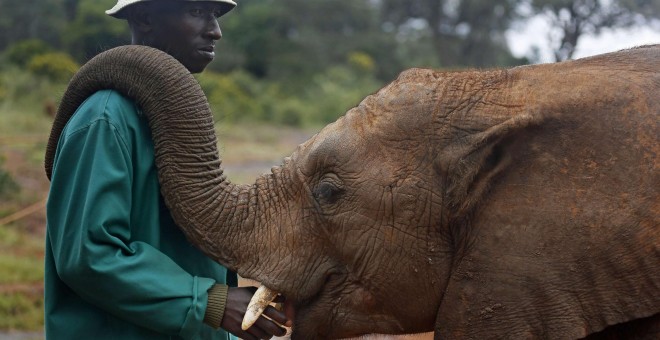 Muchos elefantes acaban huyendo de las zonas donde se sienten amenazados. En la imagen, un trabajador de un refugio en Botsuana, país fronterizo con Zimbabue. REUTERS