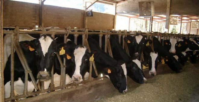 Vacas de la explotación C.B. Solapeña en Vizcaya. ARCHIVO