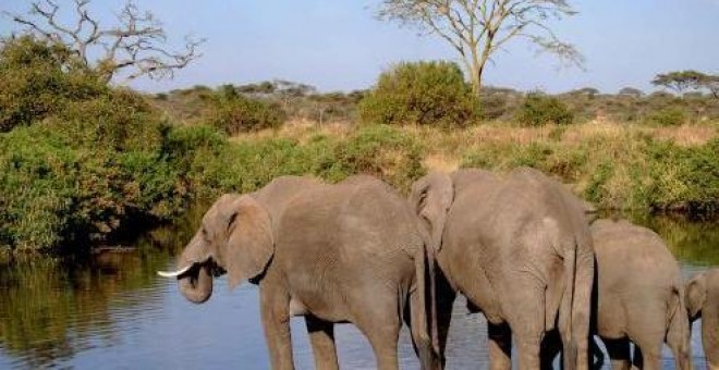 Un grupo de elefantes en el Parque Nacional de Serengueti (Tanzania). EFE