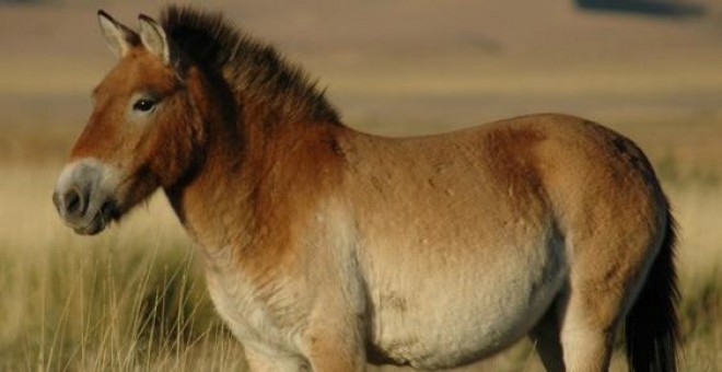 Según los investigadores, el cebro ibérico se parecería mucho a un caballo de Przewalski (Equus przewalskii) pero de color gris, en vez de ser de color arena.