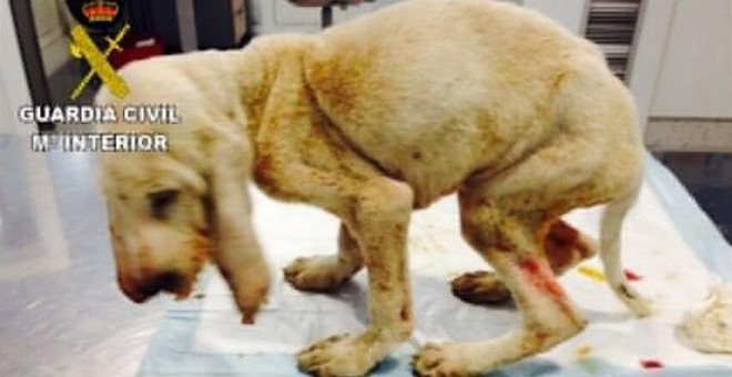 El cachorro maltratado, tras su ingreso en la clínica veterinaria, donde murió dos días después. / EP