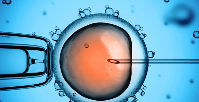 Ovúlo humano durante el proceso de fecundación 'in vitro'. / Fotolia
