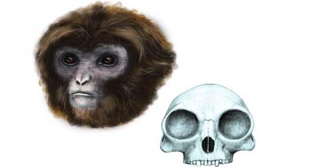 'Laia', el fosil de simio de 12 millones de años encontrado en Catalunya