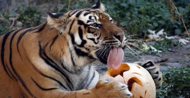 Un tigre se come una calabaza durante las celebraciones de Halloween en un zoológico de Kiev. REUTERS/Valentyn Ogirenko
