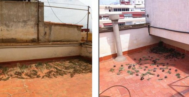 Plantas de marihuana y cogollos en la terraza de la comisaría de Benidorm. / PÚBLICO