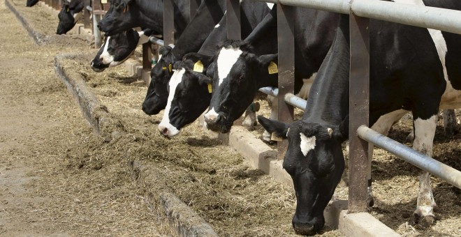 Imagen de una explotación de vacas lecheras. EFE/