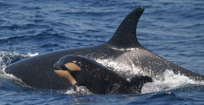 Ejemplar de orca con cría en el estrecho de Gibraltar.- CIRCE