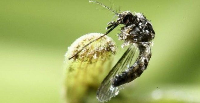 El 'Aedes aegypti', ese pequeño mosquito que 'aterroriza' a Brasil. /REUTERS