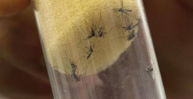 Mosquitos 'Aedes aegypti', transmisores del virus del Zika y el dengue, permanecen en un laboratorio del Organismo Internacional de la Energía Atómica (OIEA) en Seibersdorf, Austria, hoy, 10 de febrero de 2016./EFE