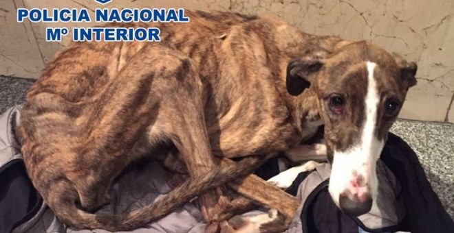 La perra, de raza galgo, presentaba un estado de grave desnutrición