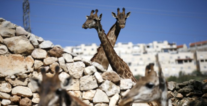 Varias jirafas en su recinto en el zoológico de Jerusalén, 24 de febrero de 2016. REUTERS / Ronen Zvulun