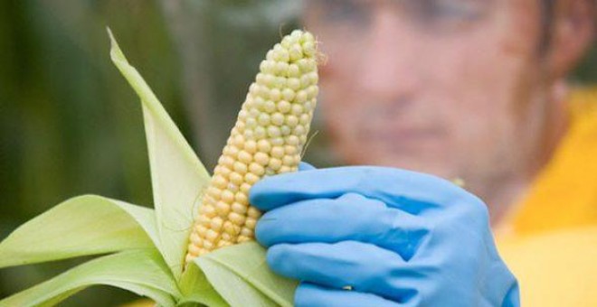 Dos de cada cinco hectáreas de maíz transgénico que se cultivan en España, 42.612 de 107.749, se encuentran en Aragón.