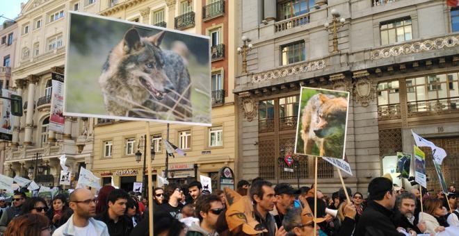 Manifestantes marchan hacia la Puerta de Sol para exigir el fin de la matanza del lobo ibérico./J.T