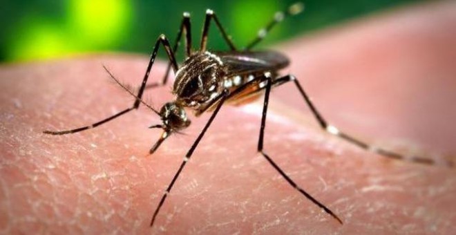 El mosquito Aedes aegypti, responsable de la transmisión del virus del dengue y del Zika. / James Gathany