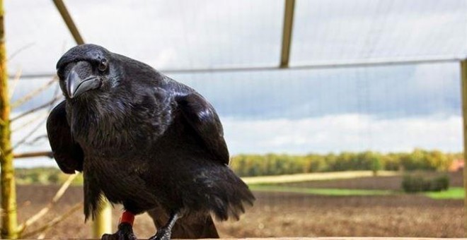 Los cuervos se equiparan en intelecto a los chimpancés