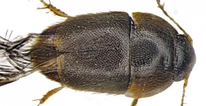 El diminuto escarabajo Phytotelmatrichis osopaddington. SINC
