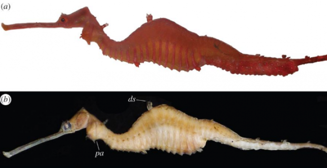 El caballito de mar Phyllopteryx dewysea. / Josefin Stiller et al.