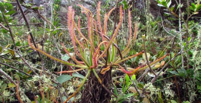 La planta carnívora Drosera magnifica. / Paulo Gonella
