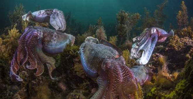 Ejemplares de sepia gigante australiana (Sepia apama) en el Golfo de Spencer al sur de Australia. / Scott Portelli