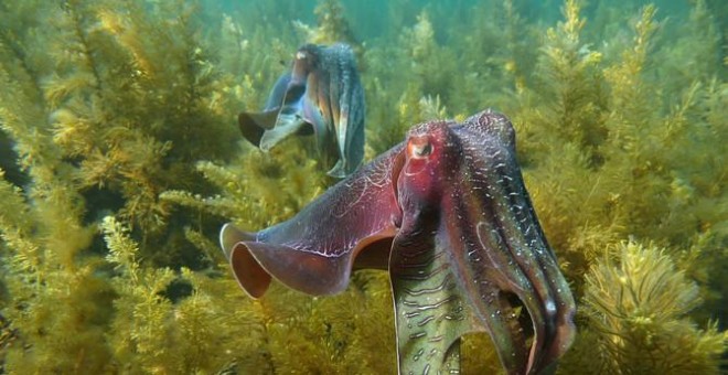 Sepia gigante en aguas australianas. / David Wiltshire