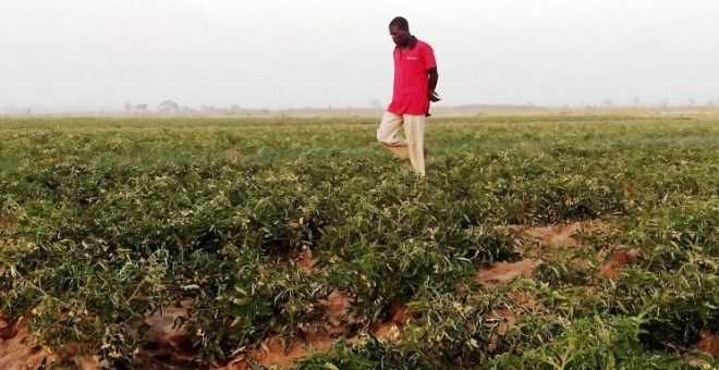 Un granjero camina entre su plantación de tomates en la localidad nigeriana de Kadawa. AFP