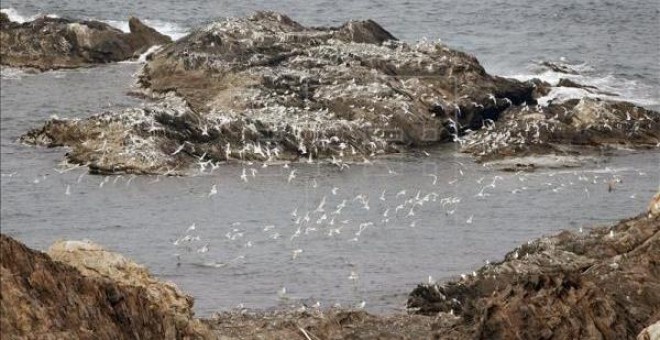 Gaviotas en el Cabo de Creus (Girona), integrado en la Red Natura 2000. EFE