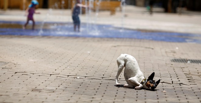 Un perro se frota contra el pavimento tras mojarse en una fuente durante un caluroso día en Sevilla, España.REUTERS/Marcelo del Pozo