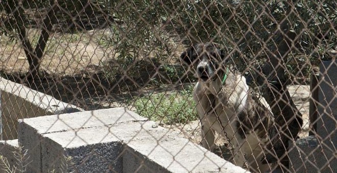 Uno de los perros que permanecían atados en la finca donde un niño de cuatro años fue atacado en la tarde de ayer por un perro en una casa en la urbanización Pago de Pozuela en la que había una rehala de perros. El niño pudo haber entrado en el recinto do