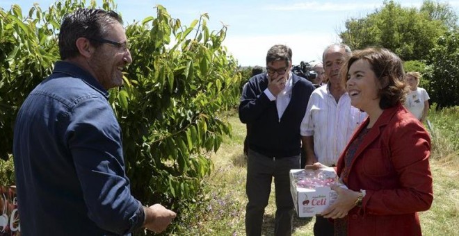 La vicepresidenta del Gobierno en funciones, Soraya Sáenz de Santamaría, durante la visita que ha realizado a un campo de cerezas en la localidad de Bolea (Huesca)./ EFE