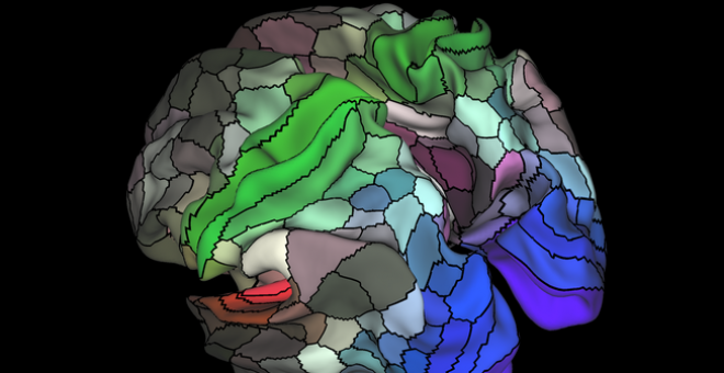 La imagen muestra de una parcelación de 180 áreas en el córtex  humano en las superficies del hemisferio derecho e izquierdo. / Matthew F. Glasser, David C. Van Essen